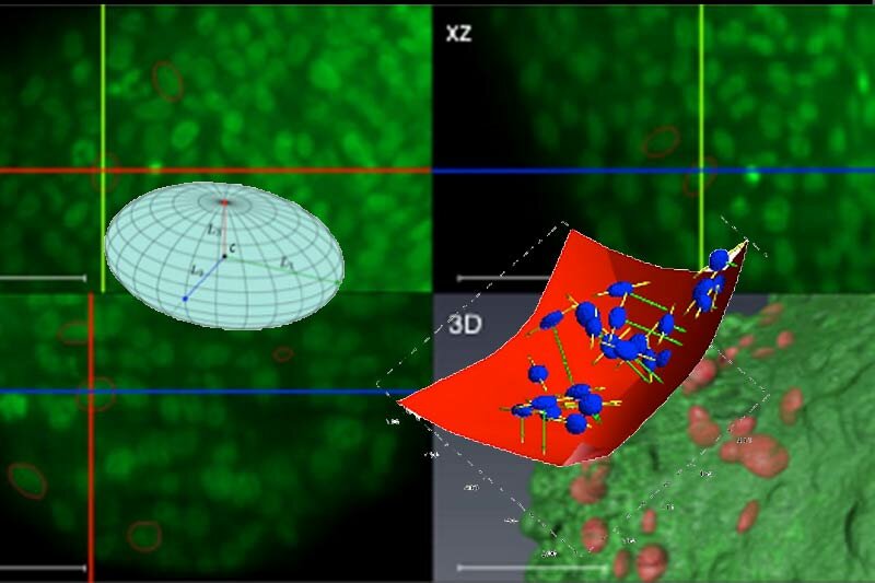 Modélisation des noyaux dans un sphéroïde